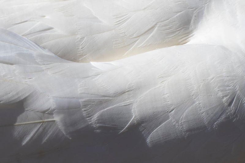 Soft Utterances