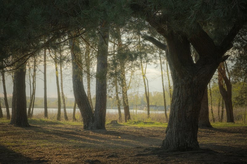 Enchanted Forest